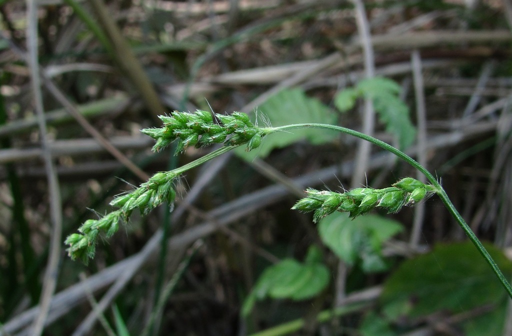 Изображение особи род Echinochloa.