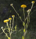 Pulicaria odora. Верхушки цветущих растений. Греция, Ионическое море, о. Μαθράκι (Мафраки), маквис на берегу моря, обочина грунтовой дороги. 26.05.2014.