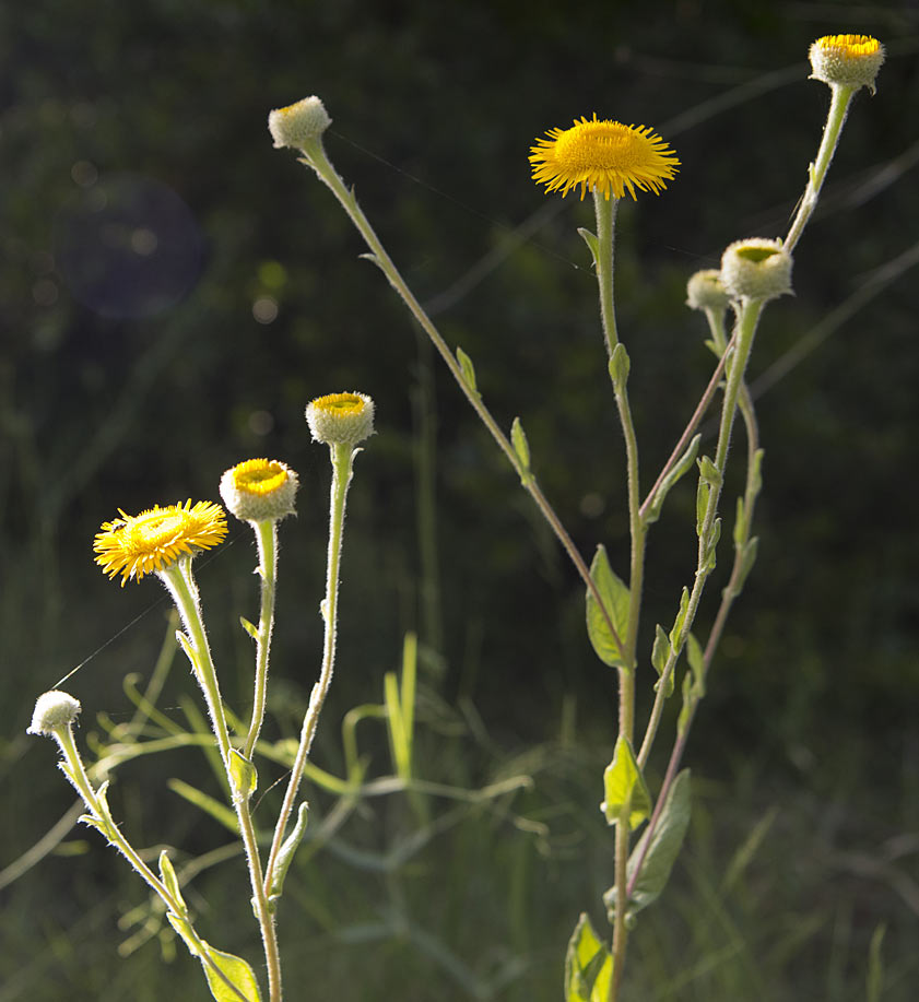 Image of Pulicaria odora specimen.