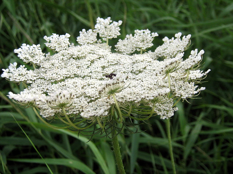 Изображение особи Daucus carota.