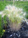 Hordeum jubatum