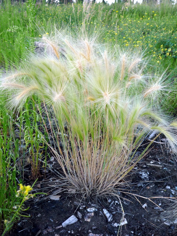 Image of Hordeum jubatum specimen.