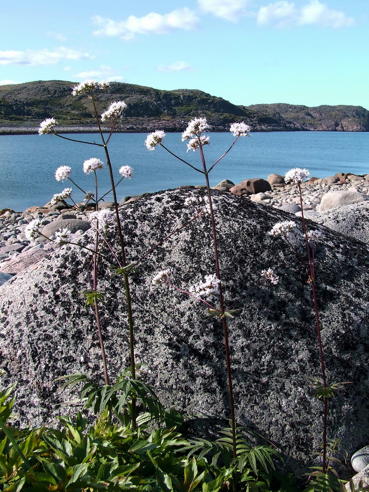 Изображение особи Valeriana sambucifolia.