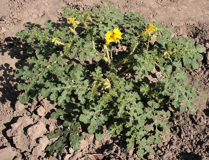 Изображение особи Solanum cornutum.