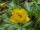 Trollius riederianus. Цветок.