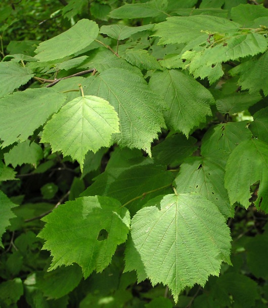 Image of Corylus mandshurica specimen.