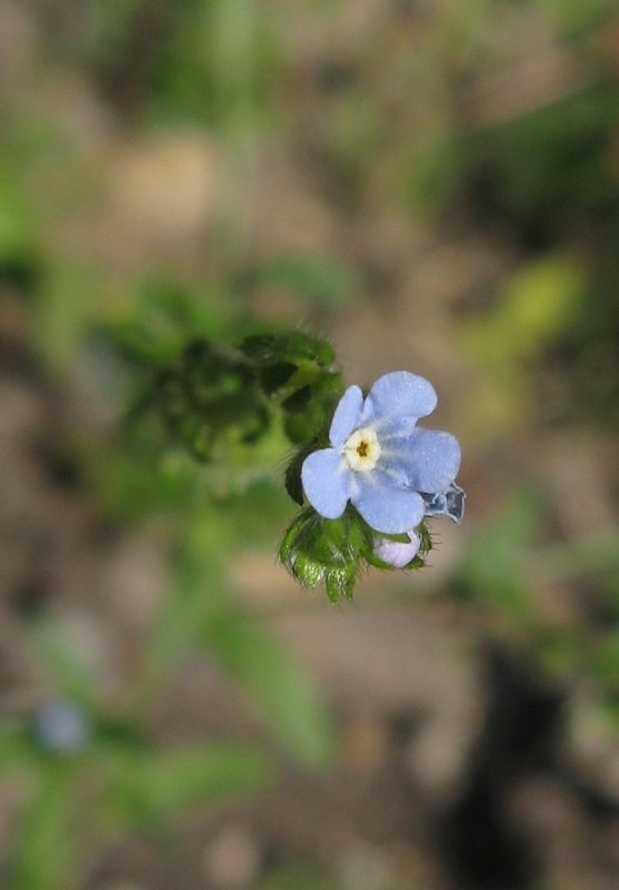Image of Lappula squarrosa specimen.