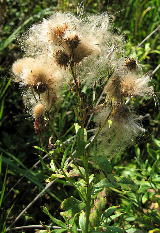 Изображение особи Cirsium setosum.