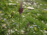 Pedicularis atropurpurea