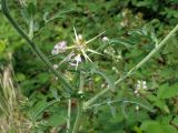 Centaurea iberica