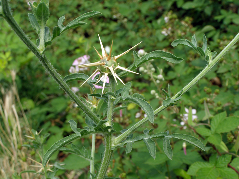 Изображение особи Centaurea iberica.