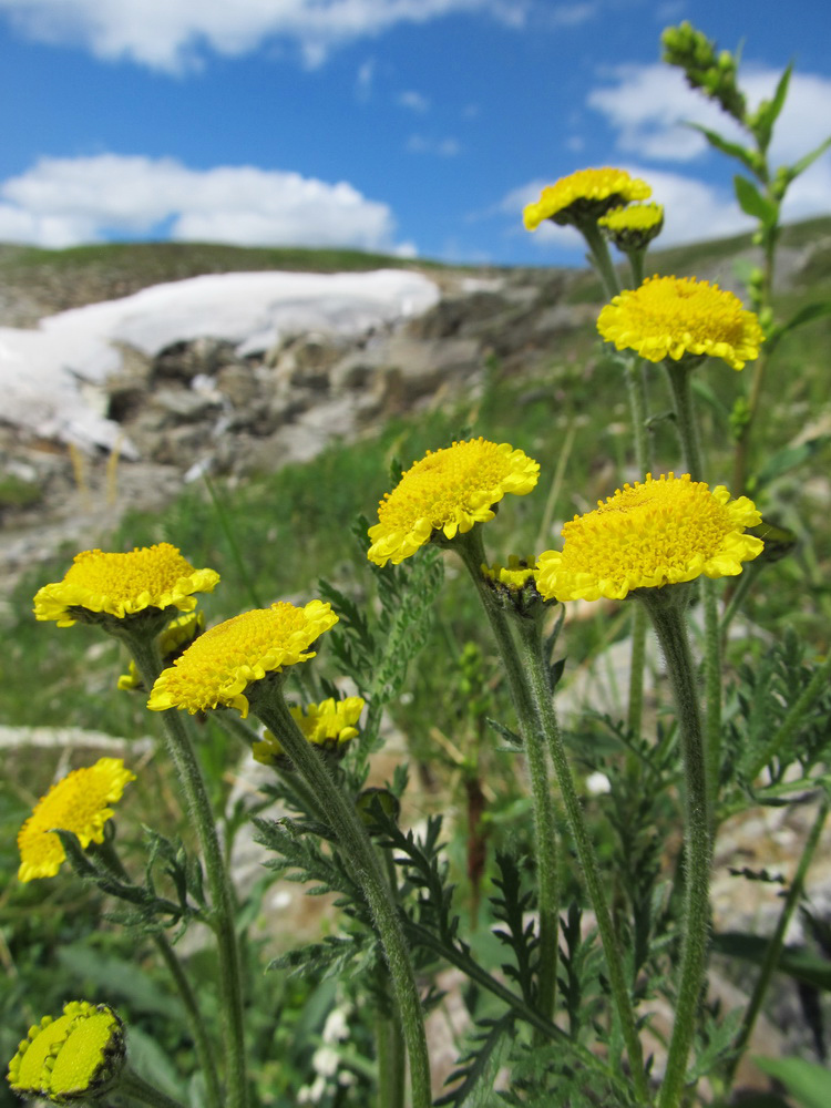 Image of Tanacetum bipinnatum specimen.