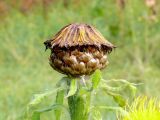 Grossheimia macrocephala. Верхушка побега с отцветшим соцветием. Северная Карелия, ББС МГУ, в культуре. 14.09.2009.