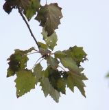 genus Populus