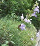 Salvia tomentosa. Верхняя часть побега с соцветием. Крым, мыс Мартьян, начало июля.