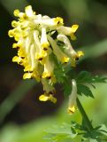 Corydalis nobilis. Соцветие. Цветущие растения. Санкт-Петербург, ботанический сад СПбГУ. 14.05.2010.