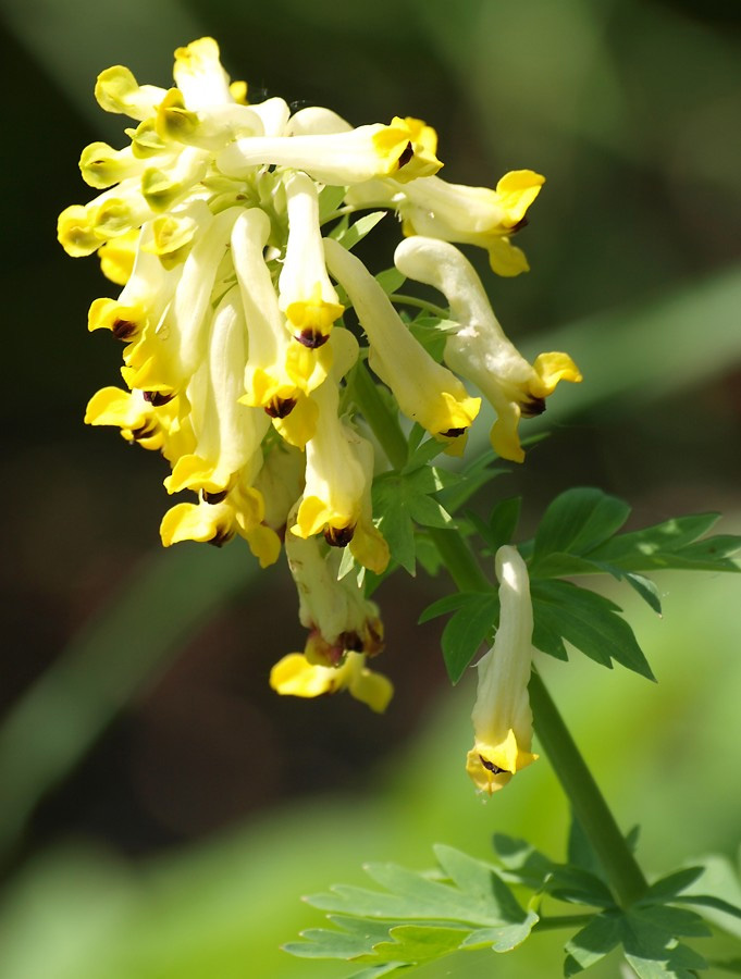 Изображение особи Corydalis nobilis.