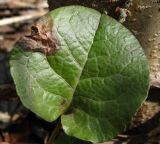 Pyrola rotundifolia. Лист с поражением. Окр. Архангельска, лес. 29.04.2015.