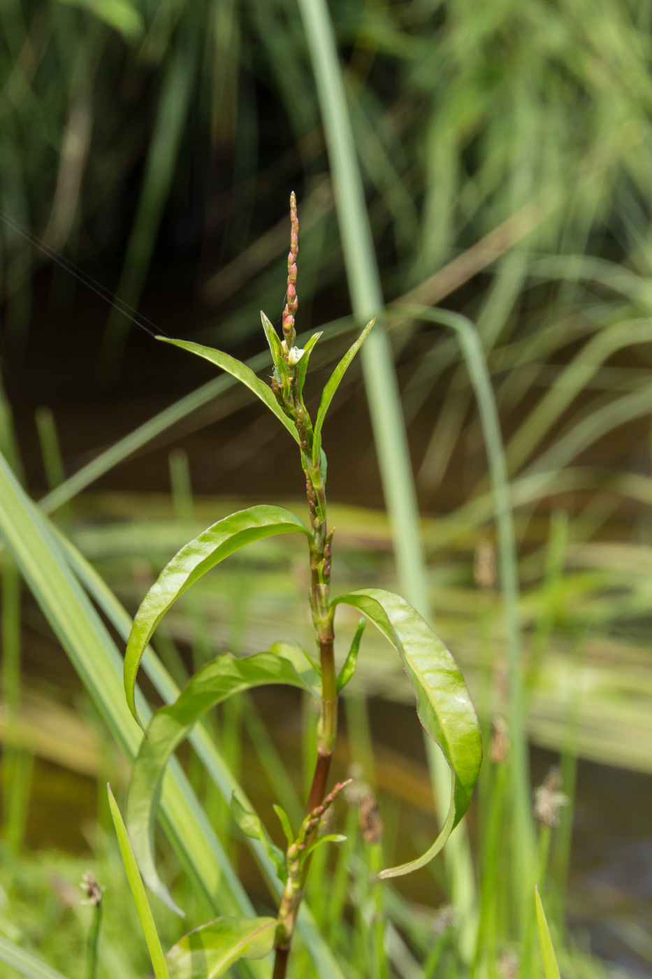 Изображение особи Persicaria hydropiper.