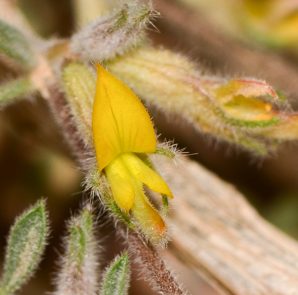 Изображение особи Lotononis platycarpa.