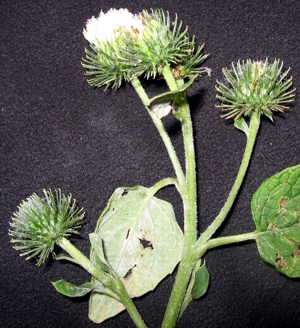 Изображение особи Arctium tomentosum.