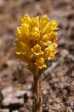 Orobanche sordida