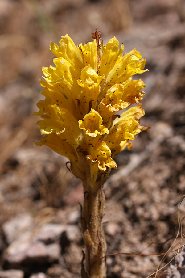 Image of Orobanche sordida specimen.