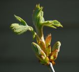 Aesculus hippocastanum. Верхушка побега с развивающимися листовыми почками. Московская обл., Раменский р-н, окр. дер. Хрипань, садовый участок. 07.05.2015.