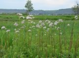 род Valeriana