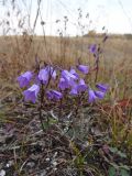 Campanula sibirica