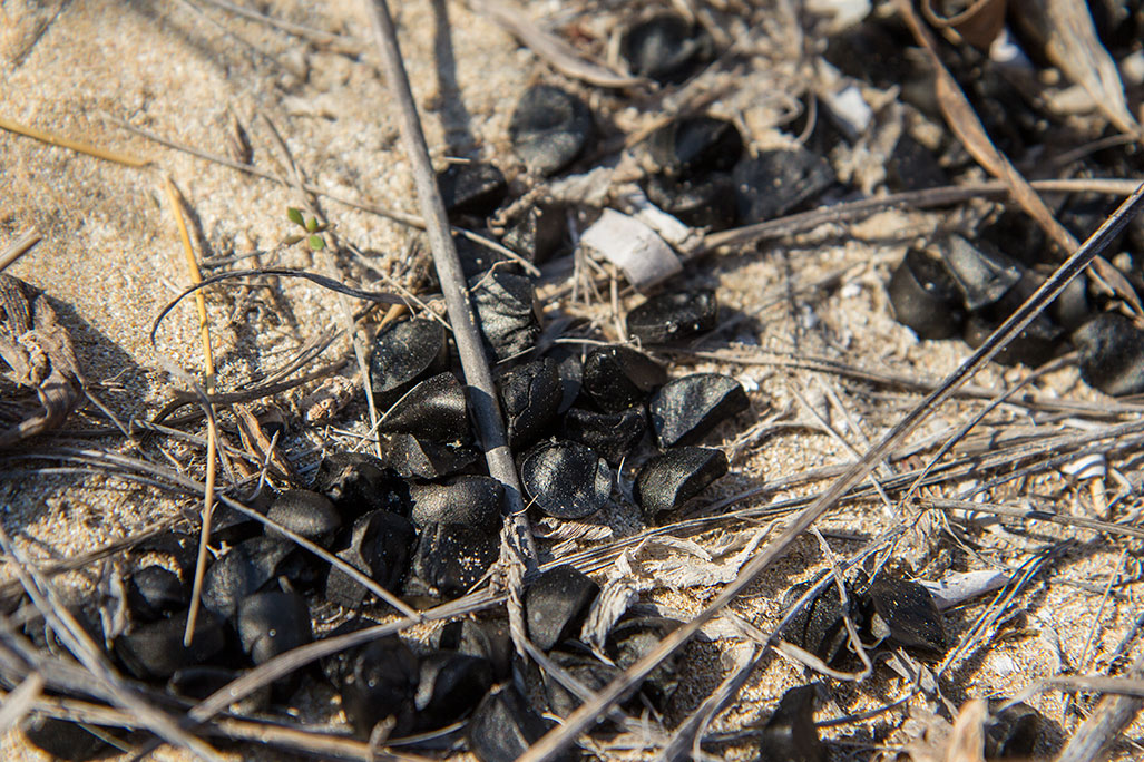 Image of Pancratium maritimum specimen.