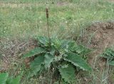 Verbascum nigrum. Розетка листьев с прошлогодним цветоносом и с формирующимся соцветием. Иркутская обл., Иркутский р-н, окр. с. Пивовариха, долина р. Ушаковка. 30.06.2014.