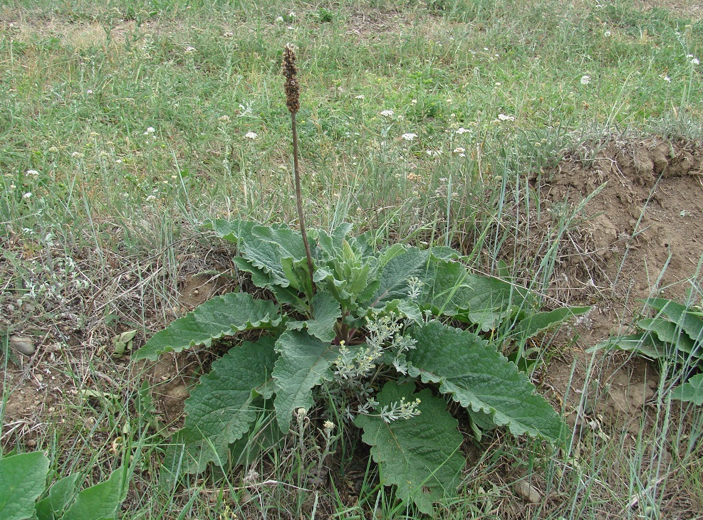 Изображение особи Verbascum nigrum.