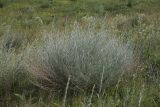 Artemisia marschalliana. Растение в луговой степи. Белгородская обл., окр. пос. Борисовка, Острасьев яр. 11.07.2009.