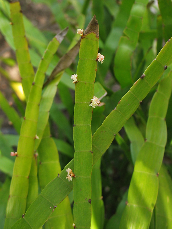 Изображение особи Homalocladium platycladum.