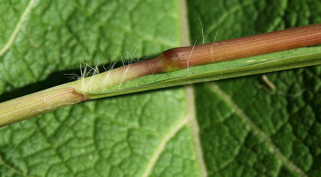 Image of Setaria pumila specimen.