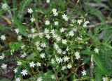 Stellaria graminea. Верхушки цветущих растений. Псковское озеро, остров Верхний, луг. 14.06.2014.