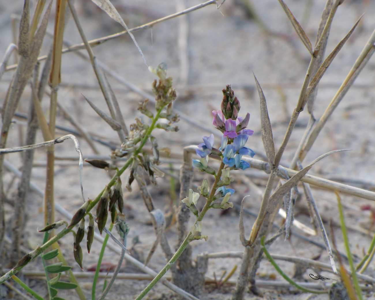 Изображение особи Oxytropis glabra.