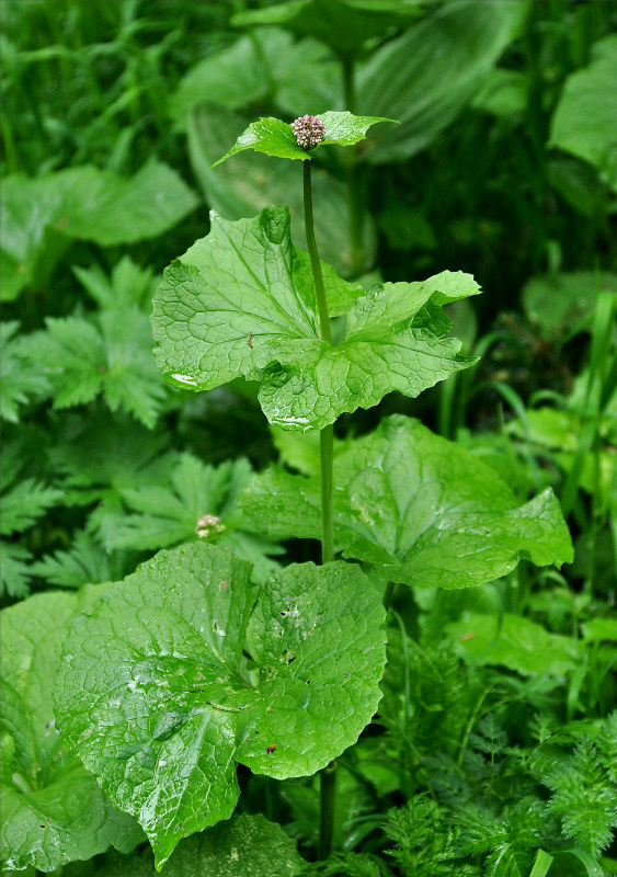 Изображение особи Valeriana alliariifolia.