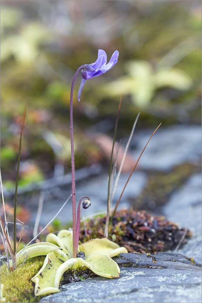 Image of Pinguicula vulgaris specimen.