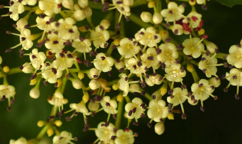Image of Viburnum sargentii specimen.
