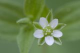 Moehringia trinervia