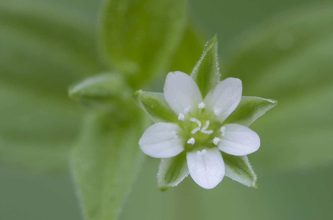 Изображение особи Moehringia trinervia.