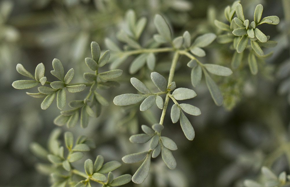 Изображение особи Ruta chalepensis.