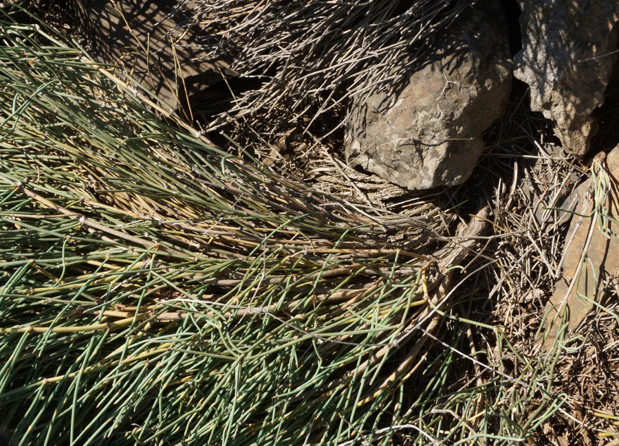 Image of Ephedra equisetina specimen.