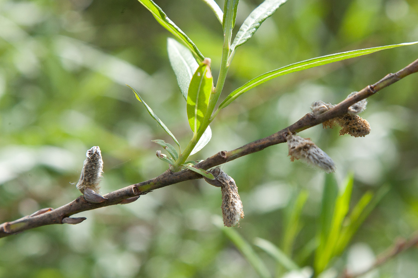 Изображение особи Salix viminalis.