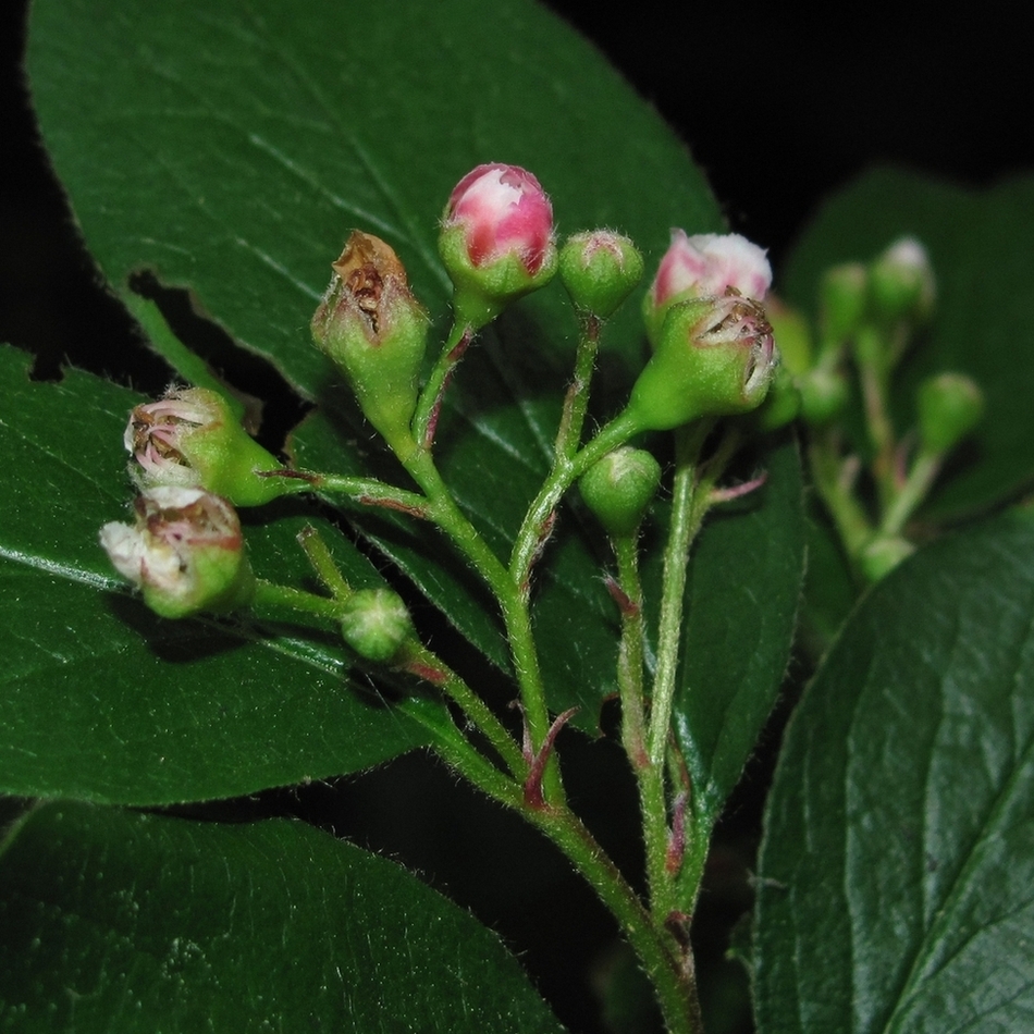 Image of Cotoneaster lucidus specimen.