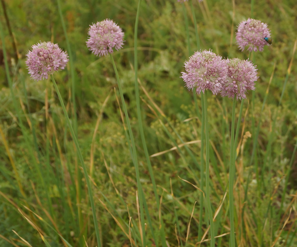 Image of Allium strictum specimen.