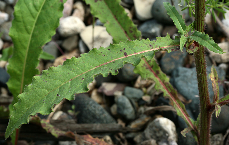 Image of Picris hieracioides specimen.