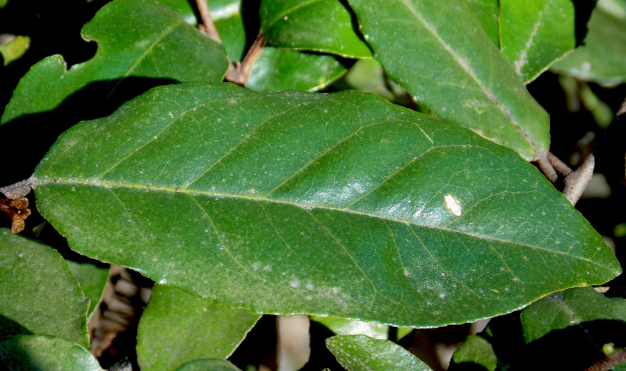 Изображение особи Elaeagnus pungens.